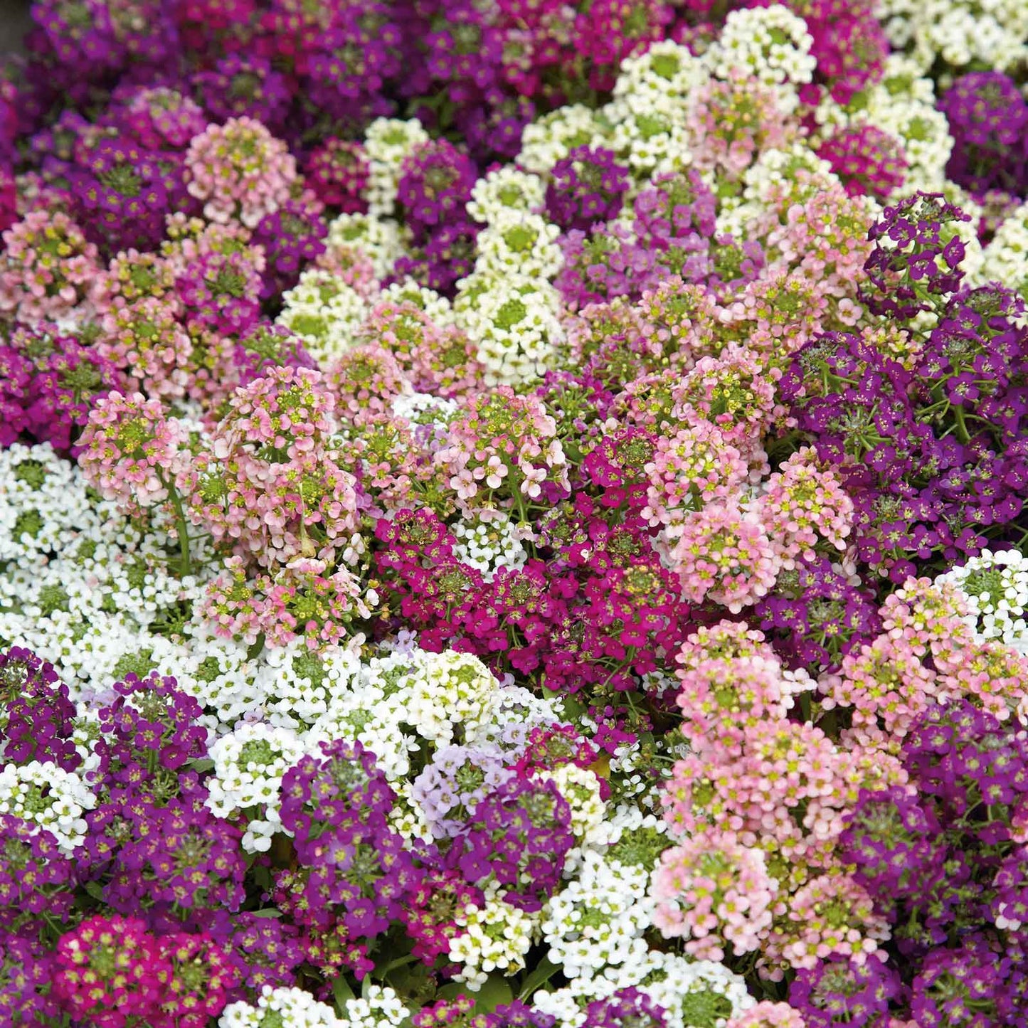 A vibrant close-up of colorful alyssum flowers, showcasing shades of red, white, and orange.