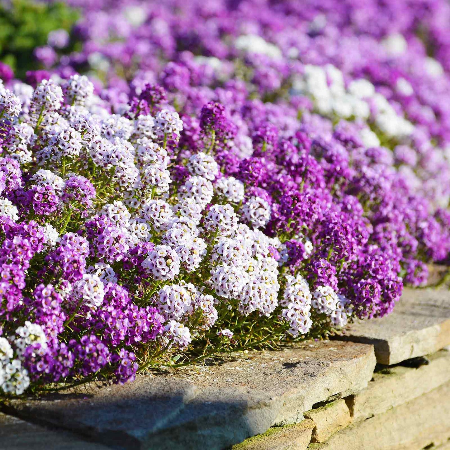 A close-up of vibrant white and purple magic circle alyssum flowers, showing their delicate petals.