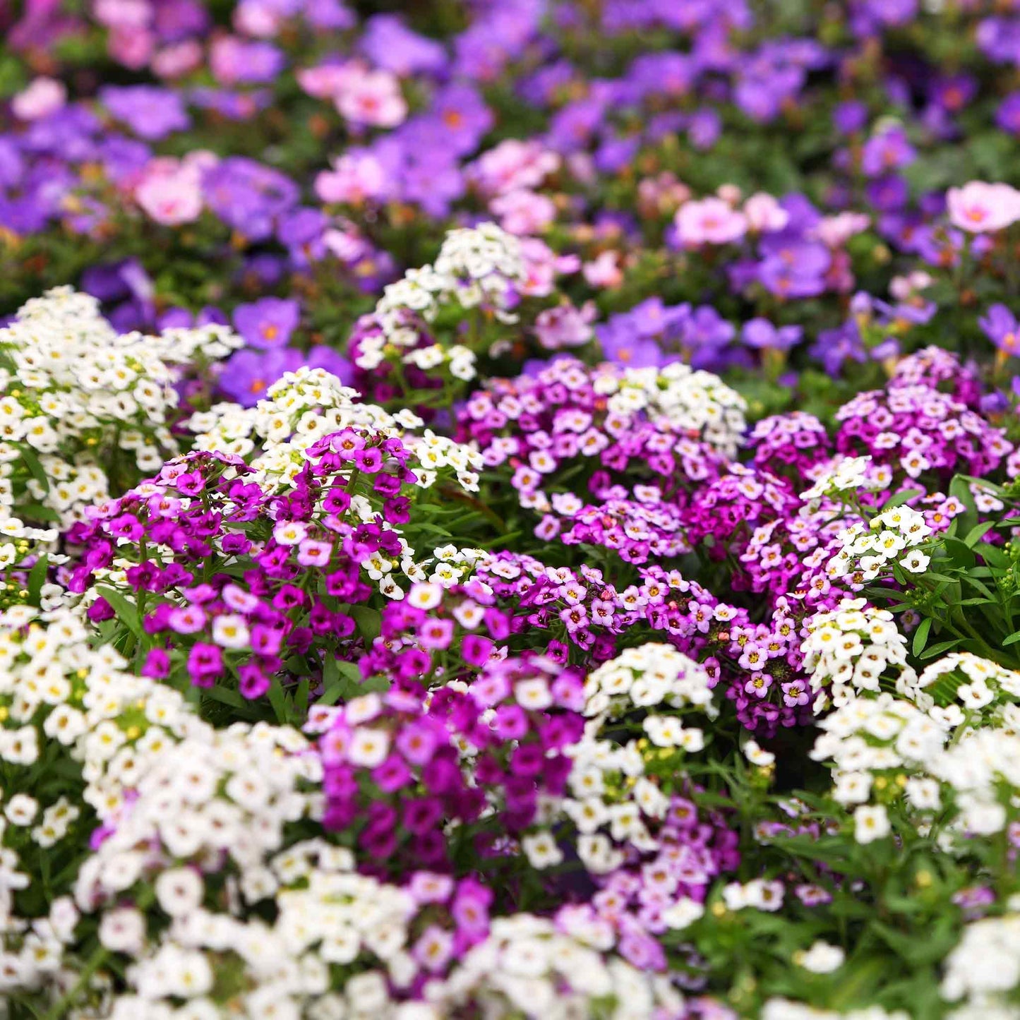 A close-up of vibrant white and purple magic circle alyssum flowers, in a field.