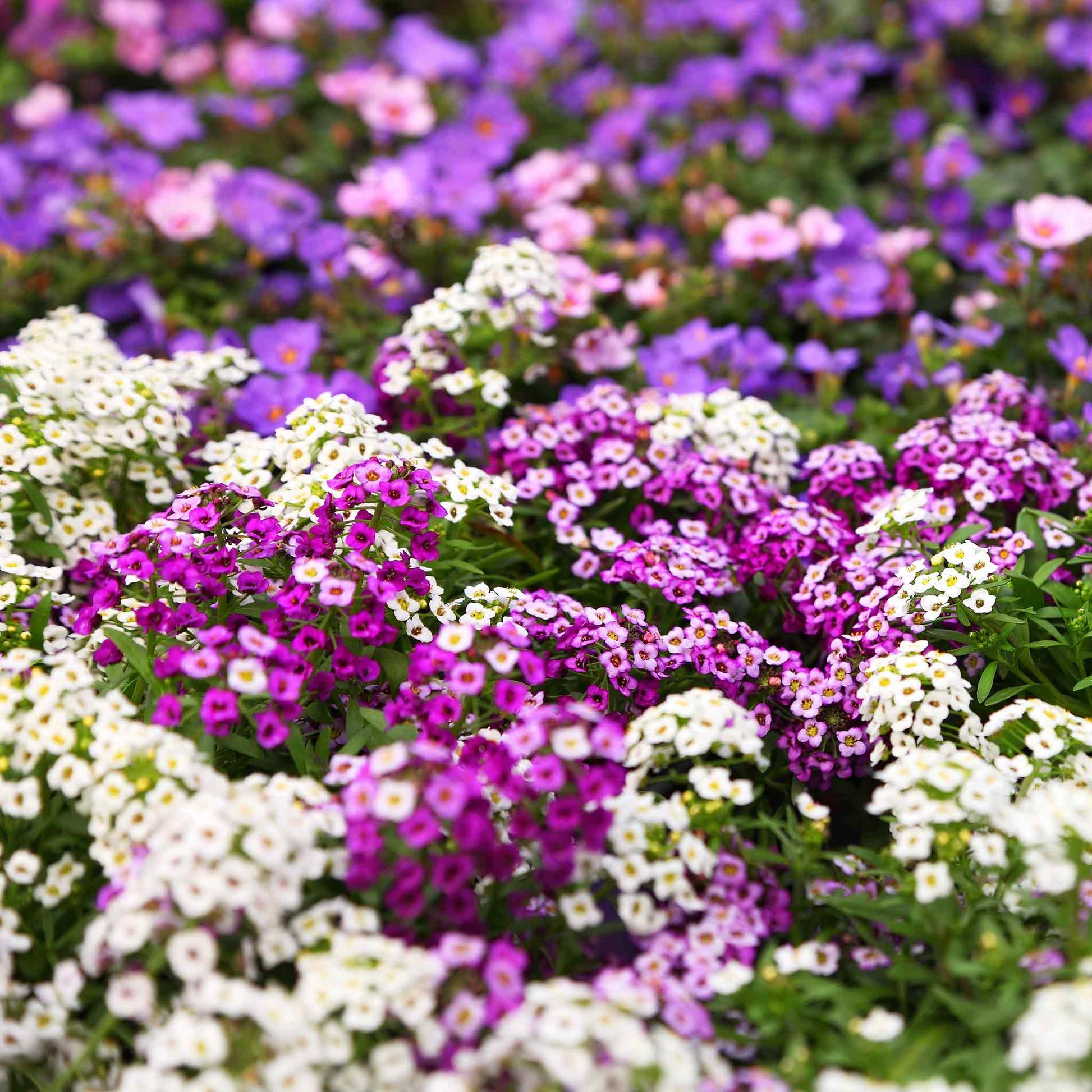 A close-up of vibrant white and purple magic circle alyssum flowers, in a field.