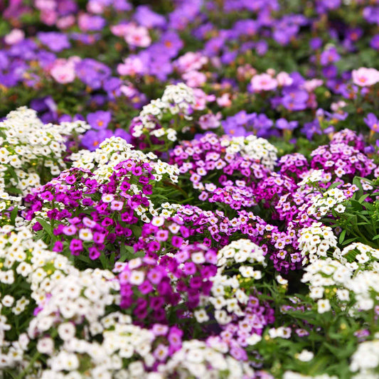 A close-up of vibrant white and purple magic circle alyssum flowers, in a field.
