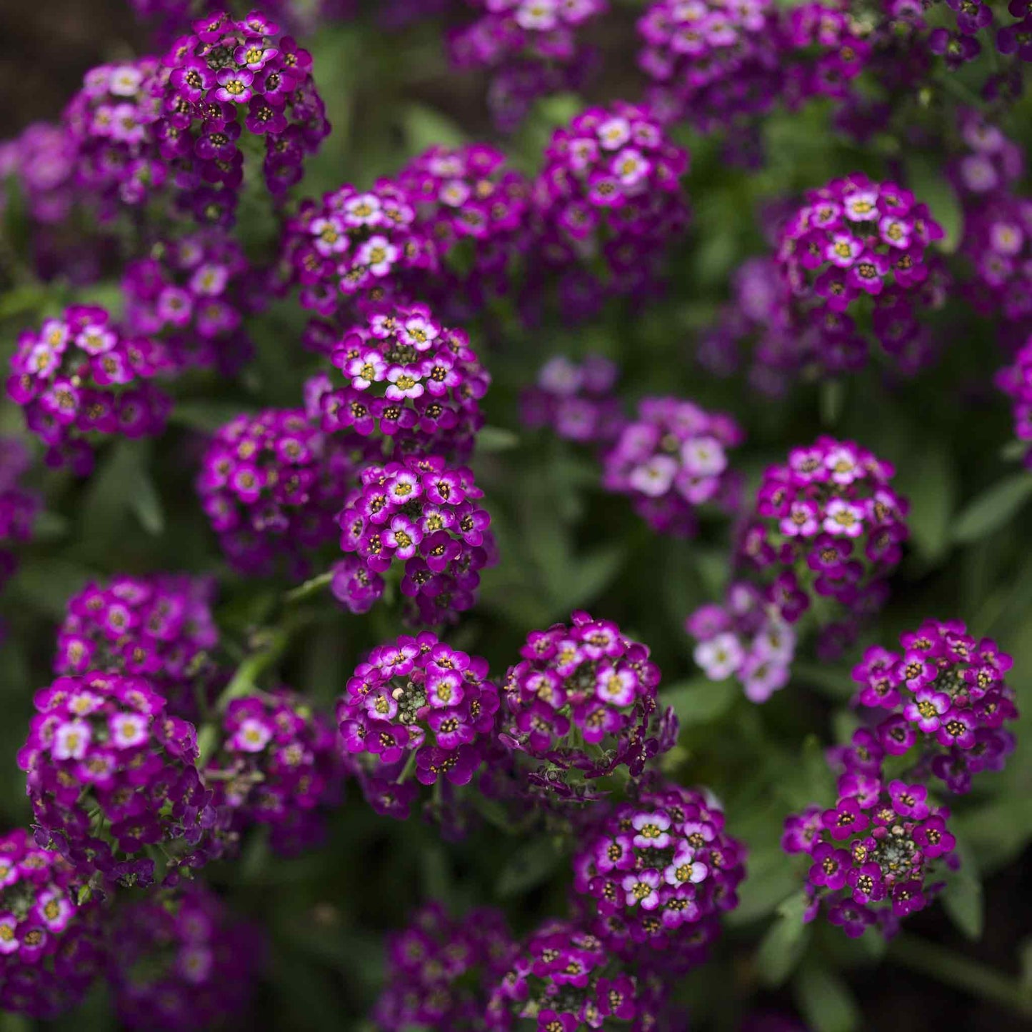 A close-up shot of small, vibrant purple oriental night alyssum flowers with delicate green leaves.