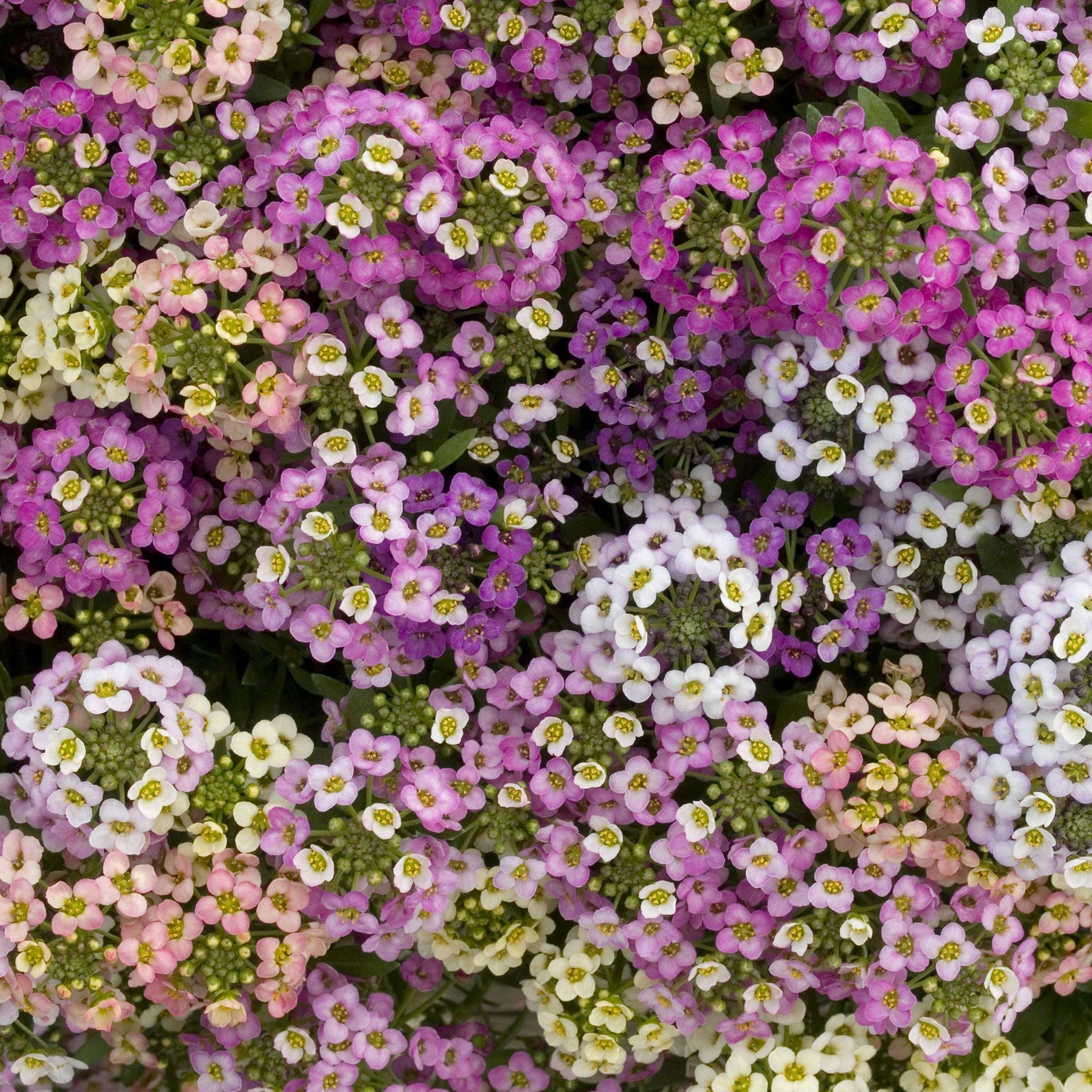 A vibrant mix of yellow, pink, and white alyssum flowers, showcasing their delicate petals.