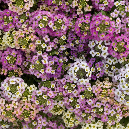 A vibrant mix of yellow, pink, and white alyssum flowers, showcasing their delicate petals.