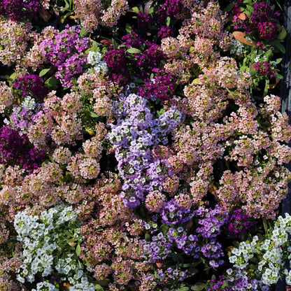 A close-up of vibrant yellow, purple, and white alyssum flowers blooming in a lush garden.