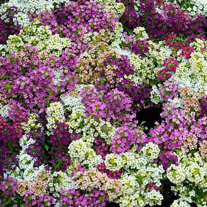 A close-up of vibrant pink, yellow, and white alyssum flowers, showcasing their delicate petals.