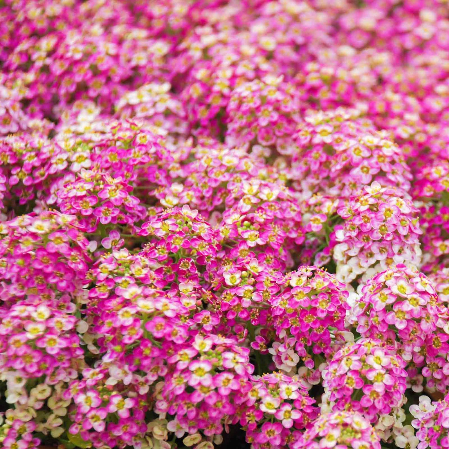 A close-up shot of pink  Rosie O'Day alyssum flowers with delicate petals and a vibrant, soft hue.