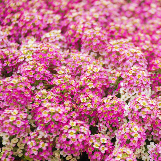 A close-up shot of pink  Rosie O'Day alyssum flowers with delicate petals and a vibrant, soft hue.