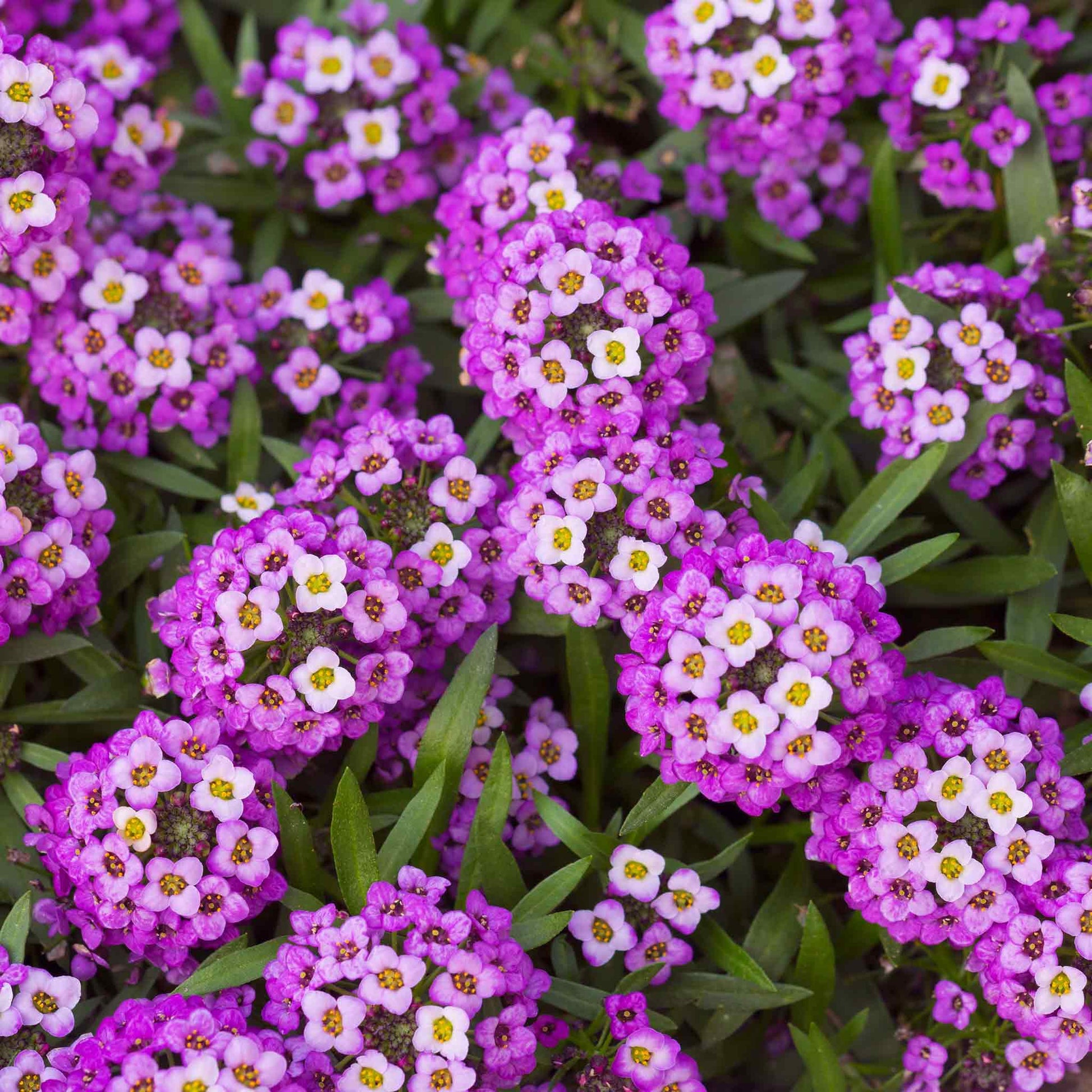 Close-up of a vibrant purple Alyssum 'Royal Carpet' flower cluster with tiny blossoms.
