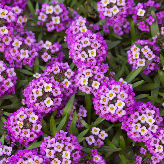 Close-up of a vibrant purple Alyssum 'Royal Carpet' flower cluster with tiny blossoms.