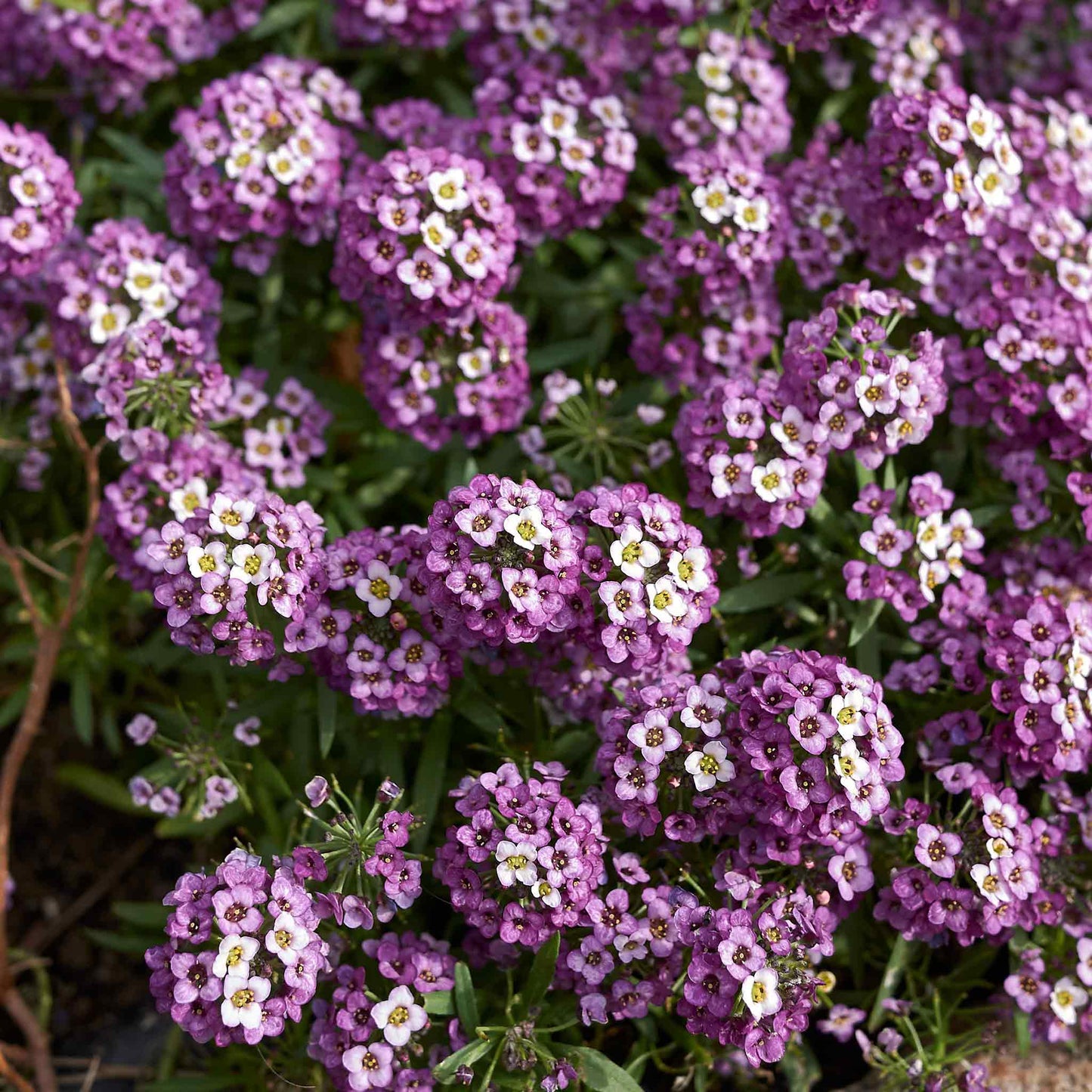 A close-up shot of small, vibrant royal carpet alyssum flowers, showing their delicate petals. 