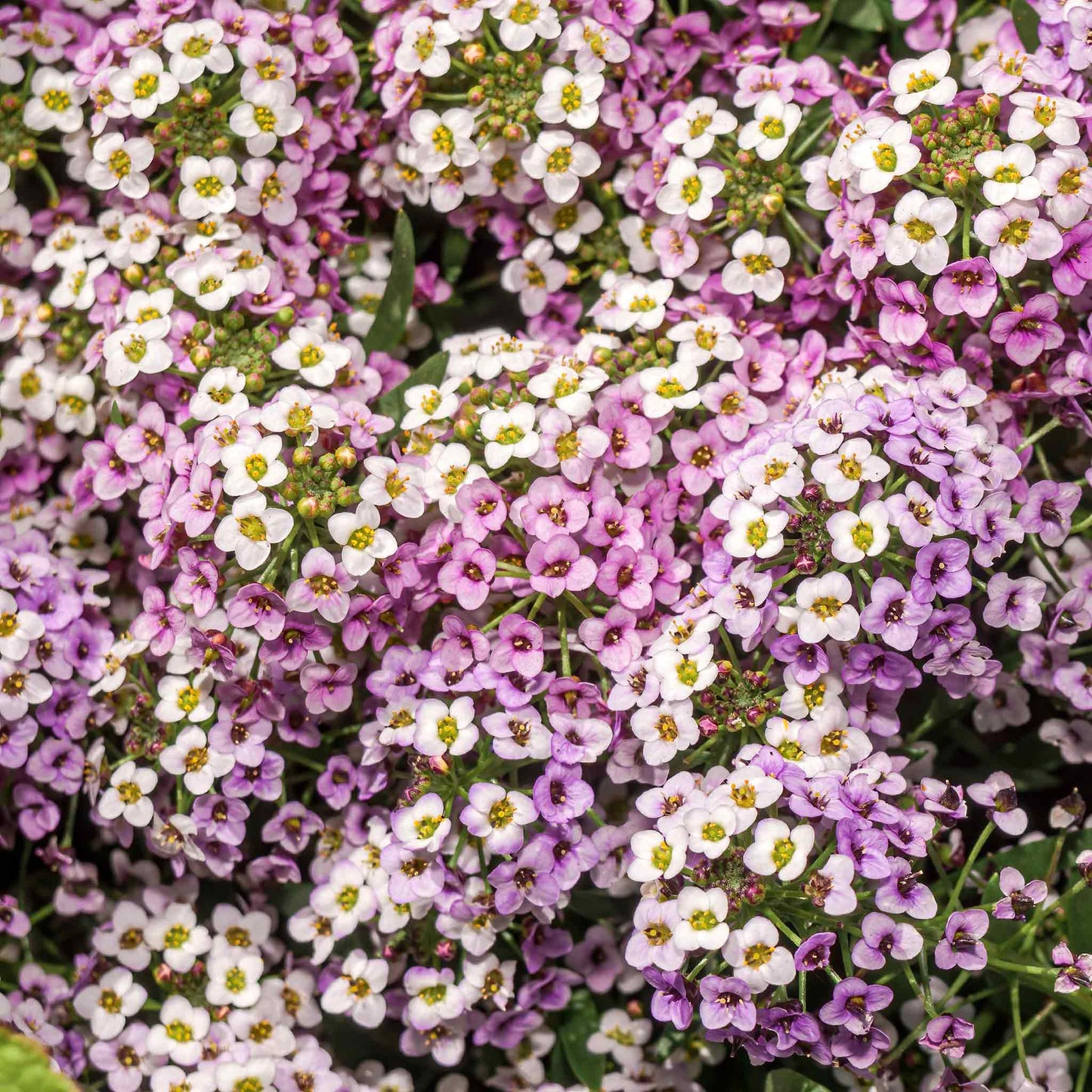 Close-up of small white and pink royal carpet alyssum flowers showing off their petals.