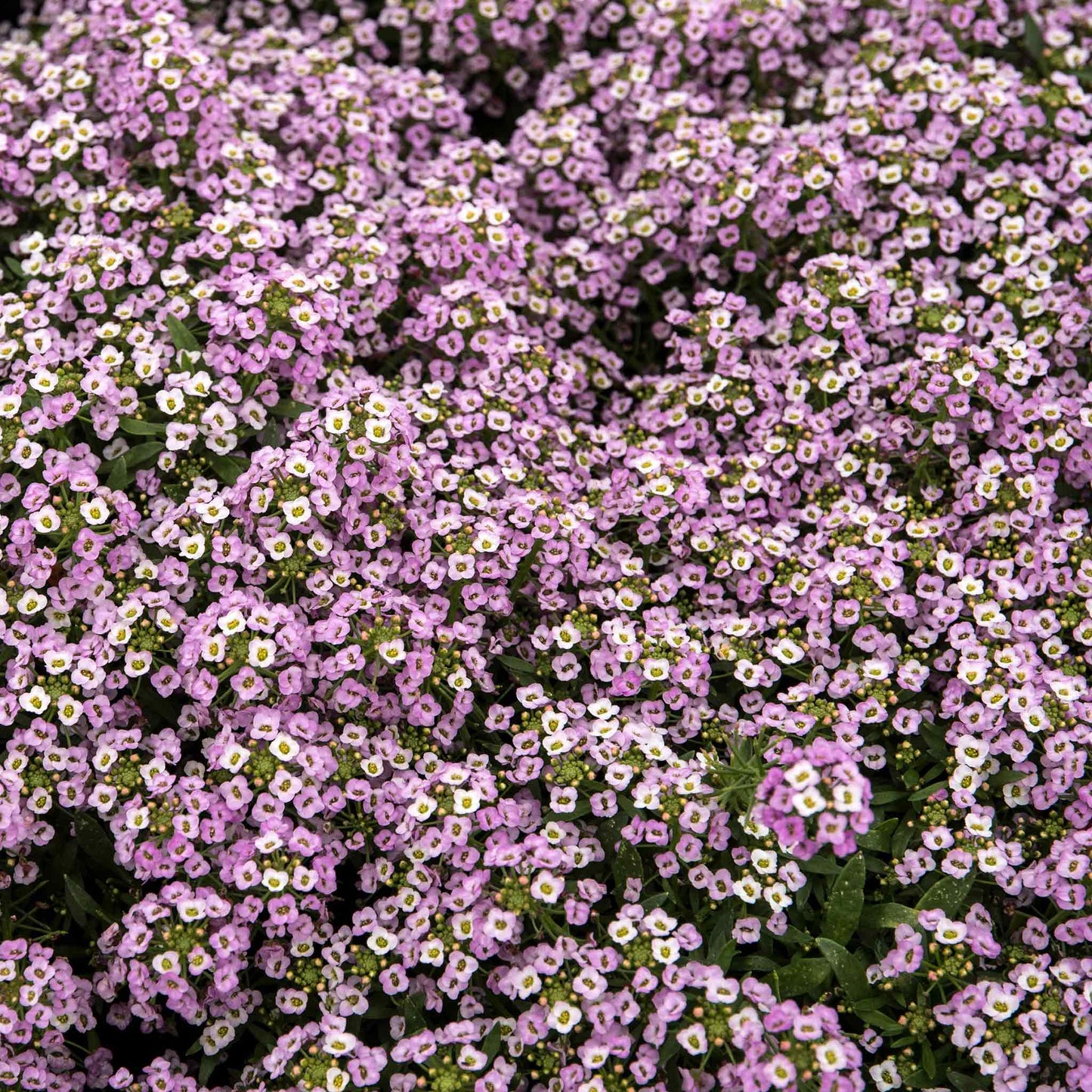 Sweet Alyssum royal carpet seeds are shown in a packet with a beautiful cluster of pink flowers.