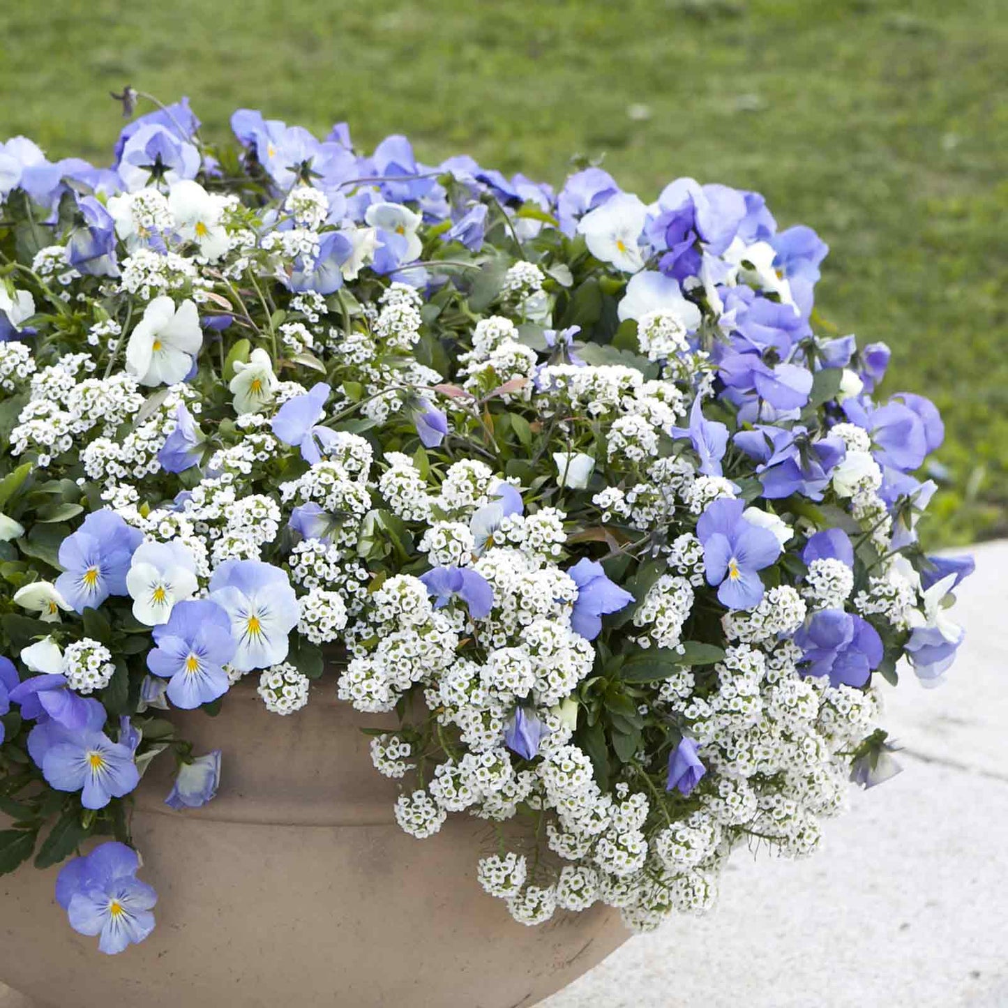 Close-up of small white and blue snowcloth alyssum flowers, blooming in a garden setting.