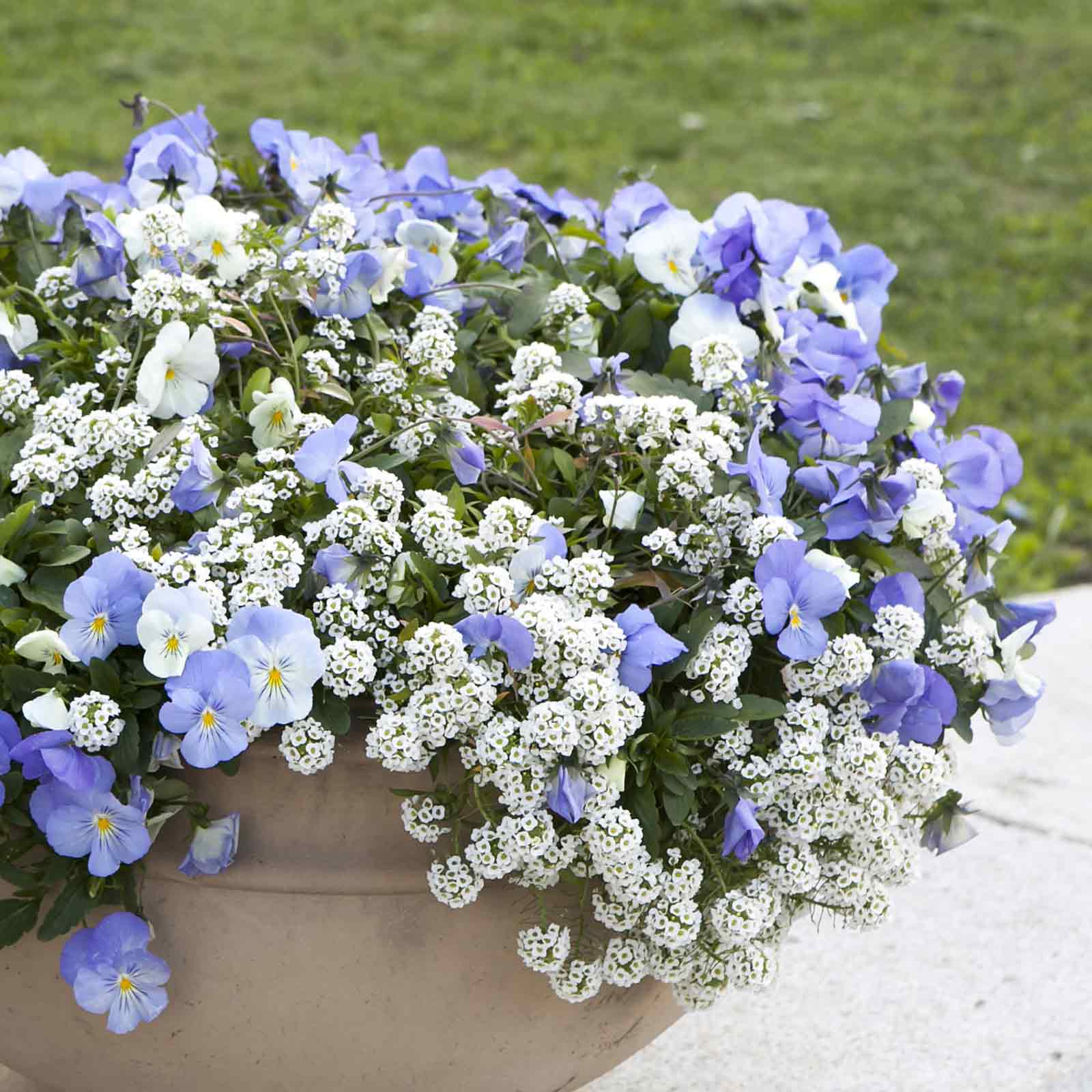 Close-up of small white and blue snowcloth alyssum flowers, blooming in a garden setting.