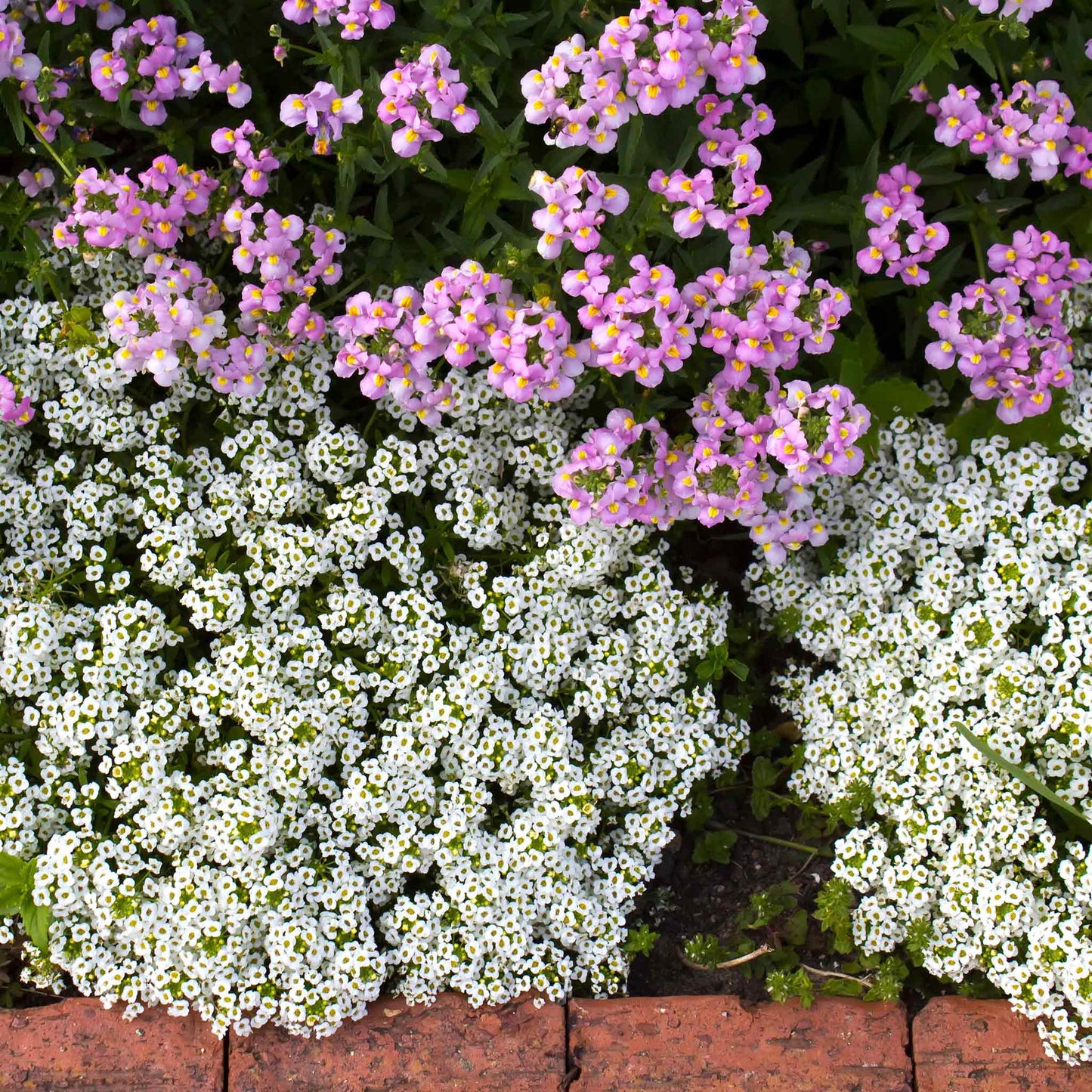 Close-up of a cluster of white Alyssum 'Snowcloth' flowers with green foliage, filling the frame.