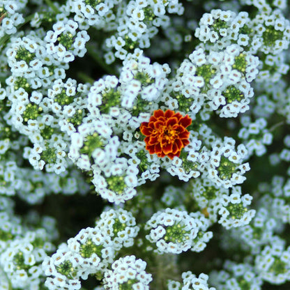 Sweet Alyssum "Tall White" seeds are shown in a packet with a beautiful cluster of white flowers.