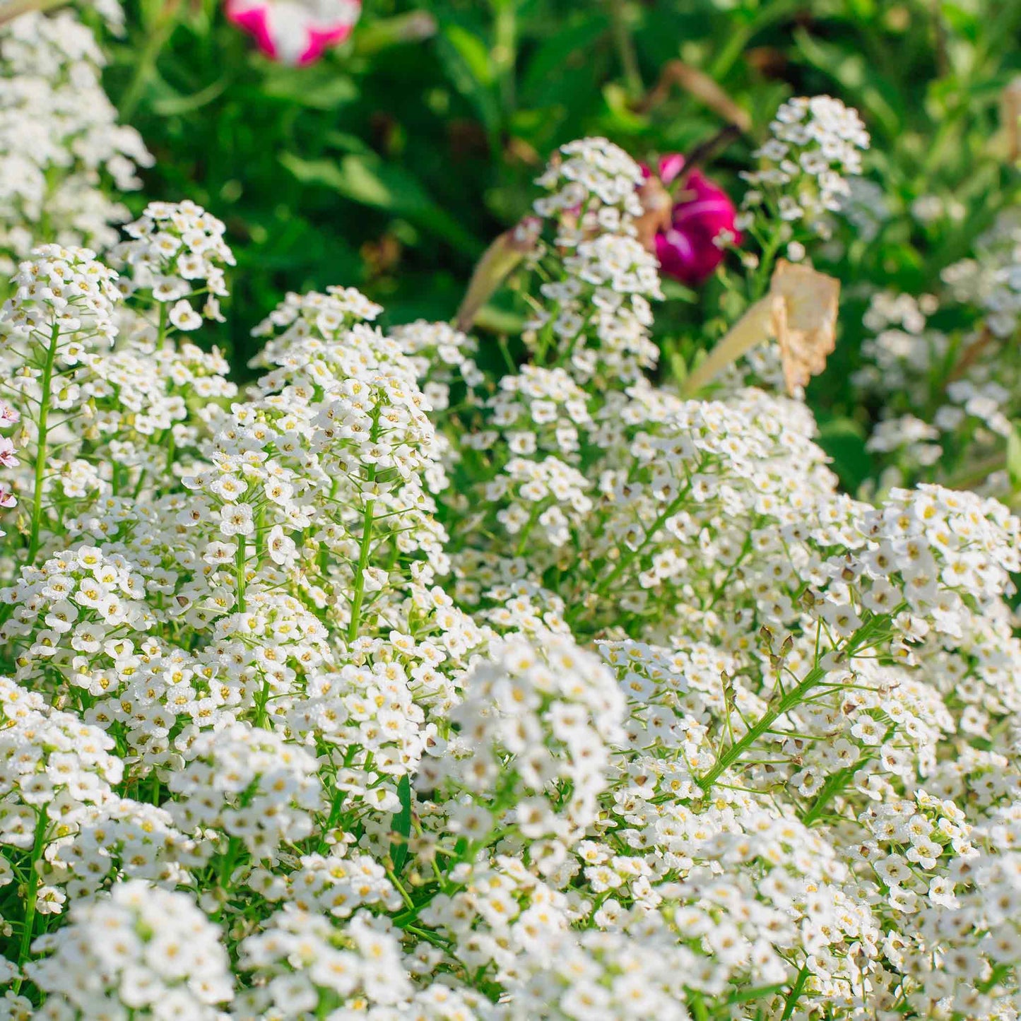 A vibrant close-up of a cluster of tall white alyssum flowers, showcasing their delicate petals.