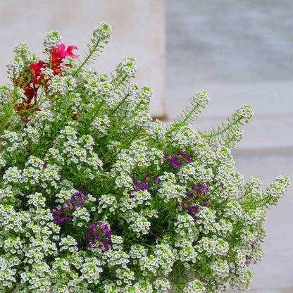 Tall white alyssum flowers bloom densely, forming a delicate carpet, perfect for groundcover.