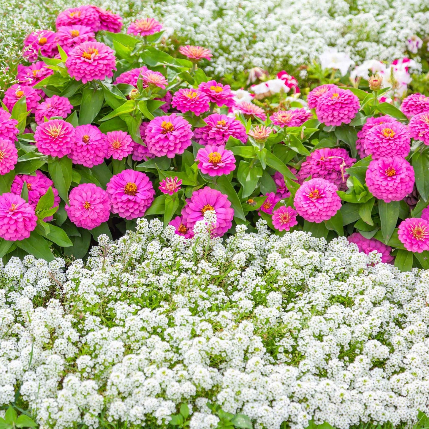 A close-up shot of vibrant pink and white tiny tim Alyssum flowers, showcasing delicate petals.