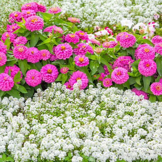 A close-up shot of vibrant pink and white tiny tim Alyssum flowers, showcasing delicate petals.