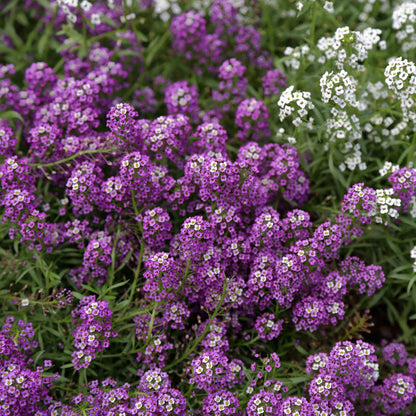 Close-up of vibrant purple violet queen alyssum flowers, showcasing their petals.
