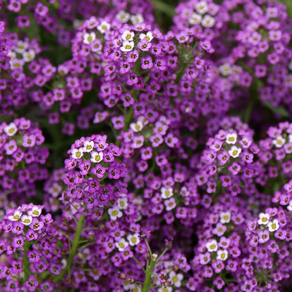 A close-up view of vibrant violet queen aloyssum flowers showing off their colorful petals.
