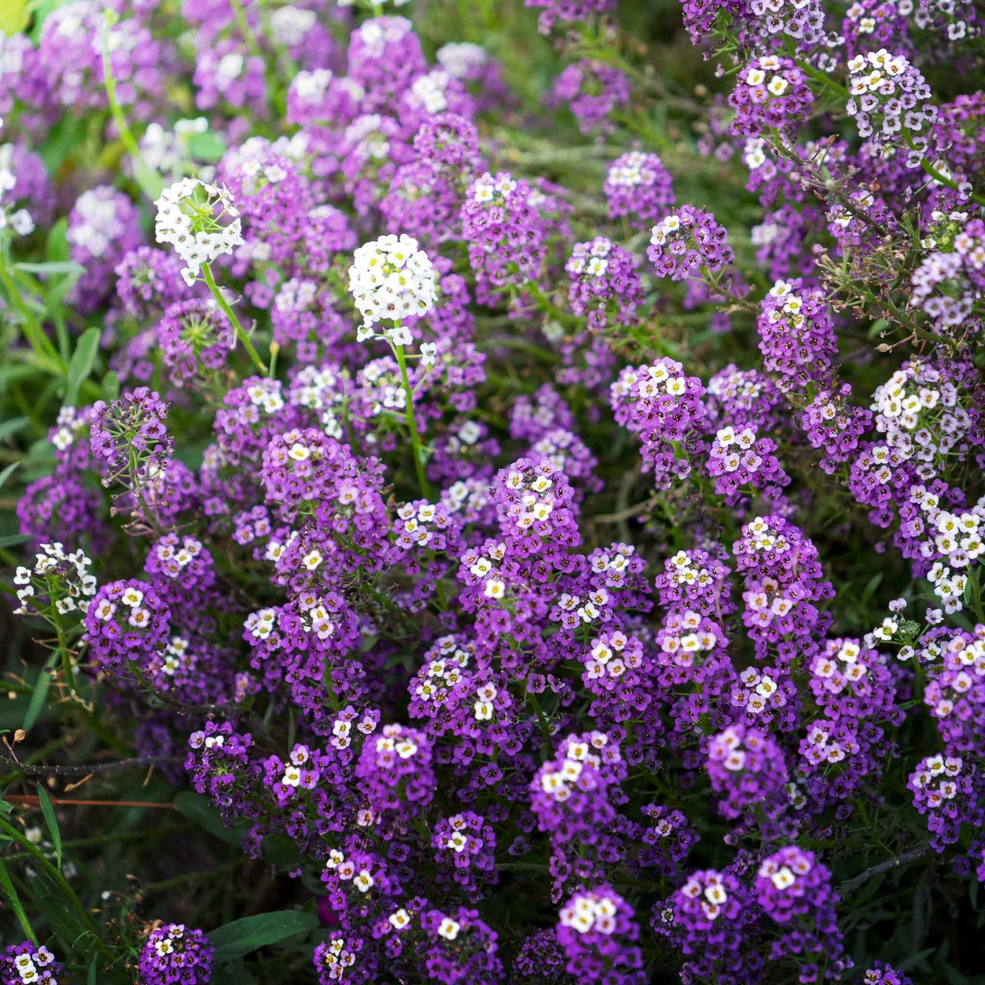 A close-up view of vibrant violet queen alyssum flowers with delicate petals and green foliage.