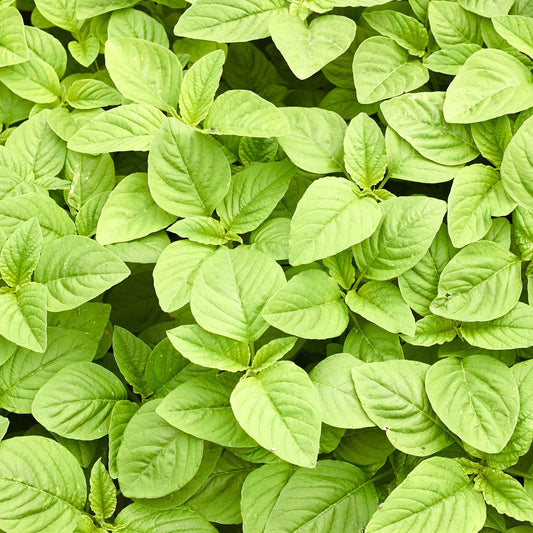 A lush cluster of green amaranth green callaloo leaves, against a blurred background.