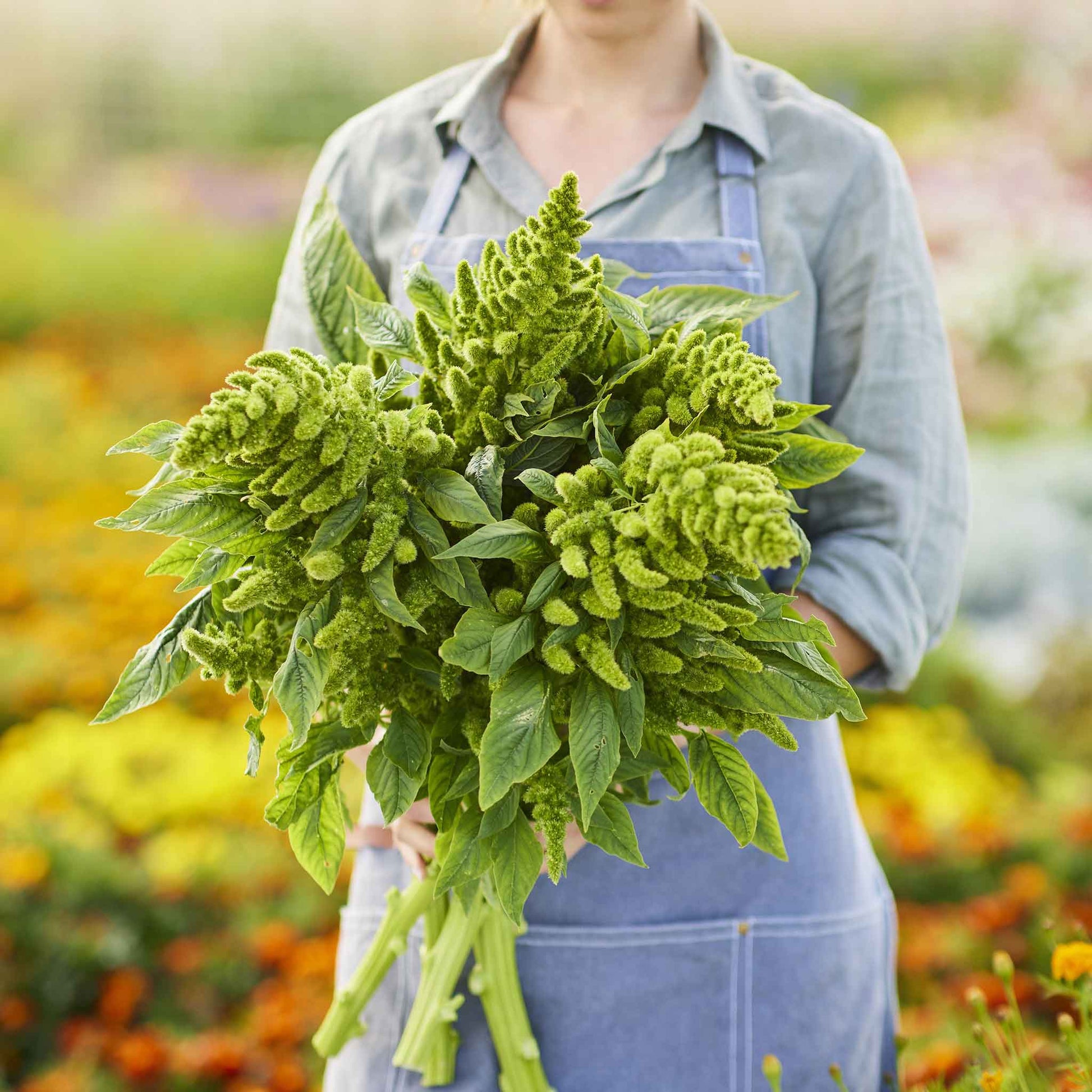 A lush, leafy green thumb amaranth plant with vibrant green foliage, held by a woman in a garden