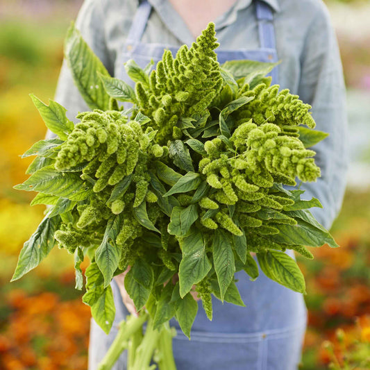 Detailed foliage view of Amaranthus Green Thumb, showing leaf shape, vein pattern, and natural color outdoors.