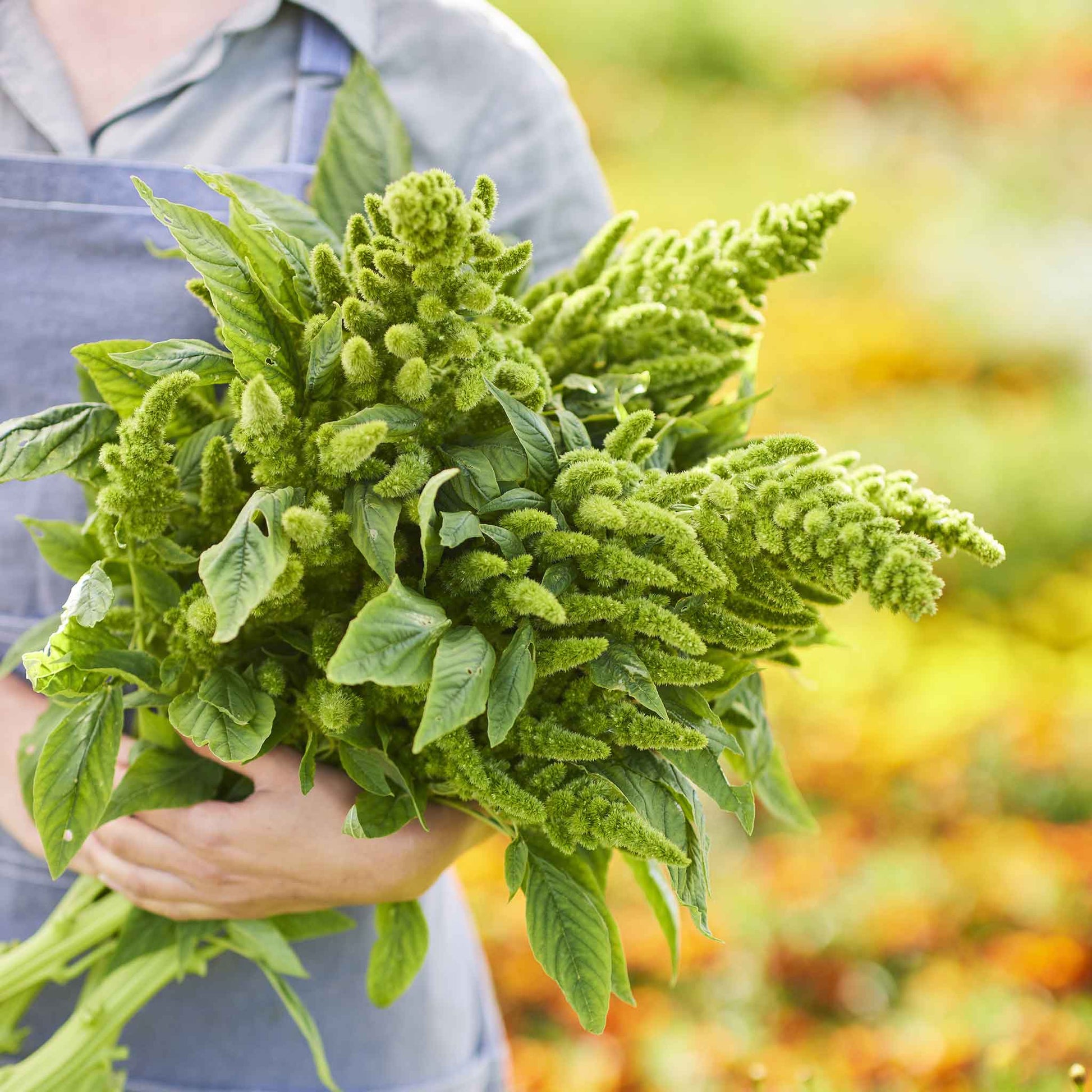 A lush, leafy green thumb amaranth plant with vibrant green foliage, held by a woman in a garden