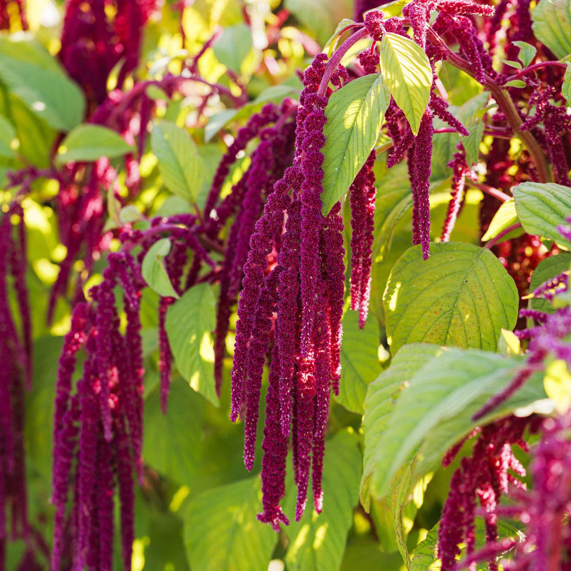Cascading red love lies bleeding amaranth flowers, creating a dramatic and beautiful display.