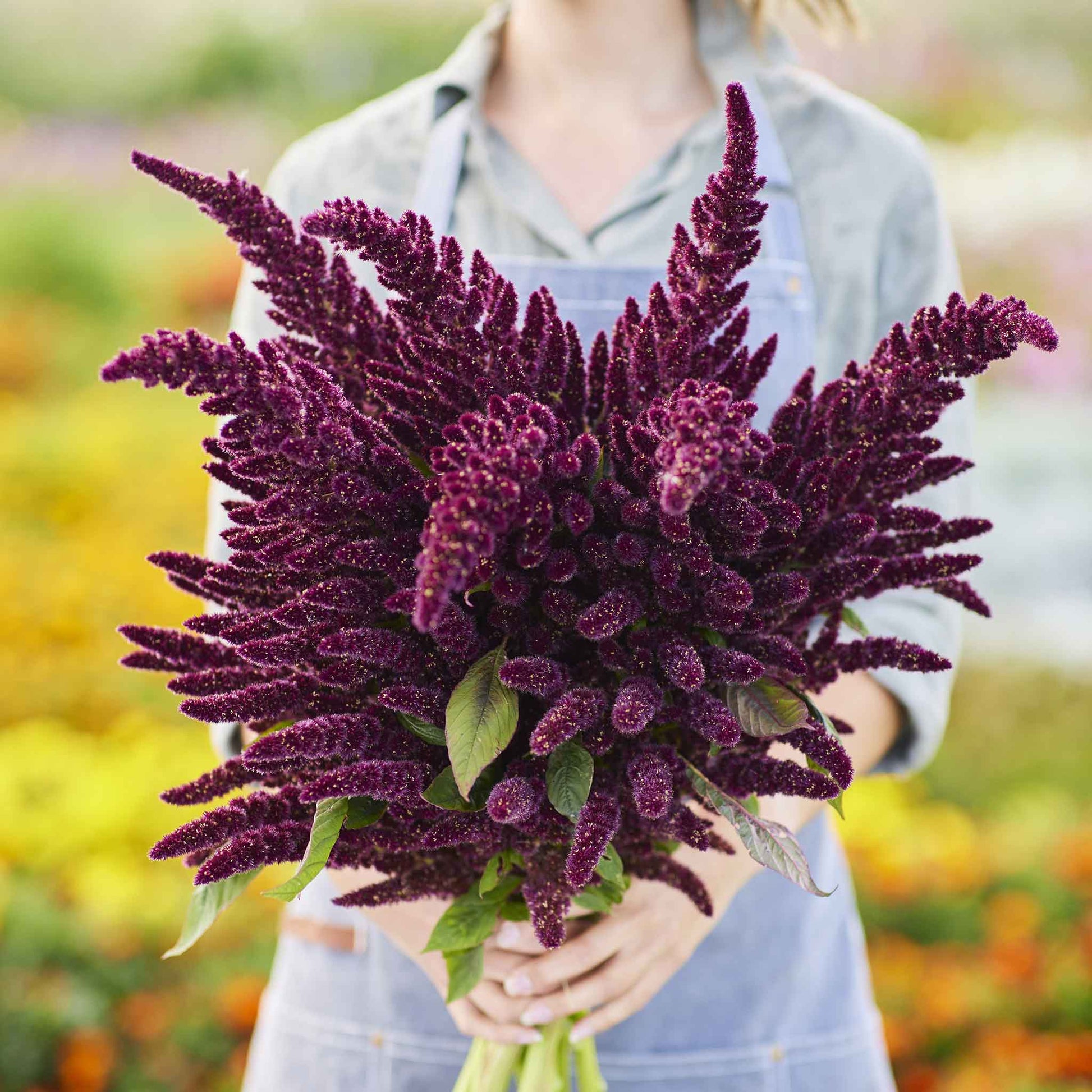 A vibrant red pygmy torch amaranth plant with spiky, upright plumes in a garden setting.
