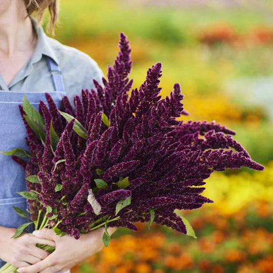 Close-up of red pygms torch amaranth plants with dark red, upright flower spikes held by a woman.