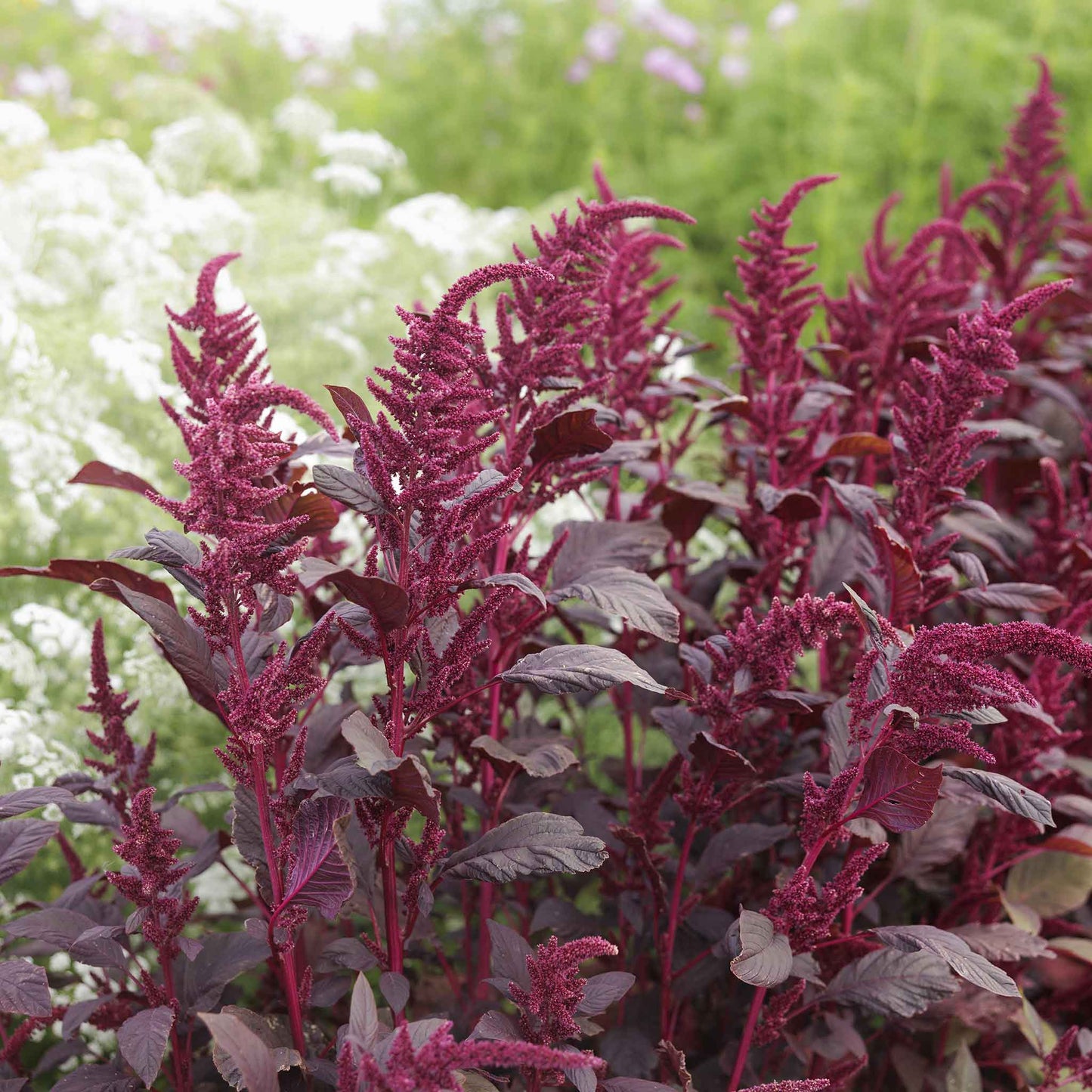 Close-up of vibrant red Amaranth 'Red Garnet' leaves against a blurred green background.