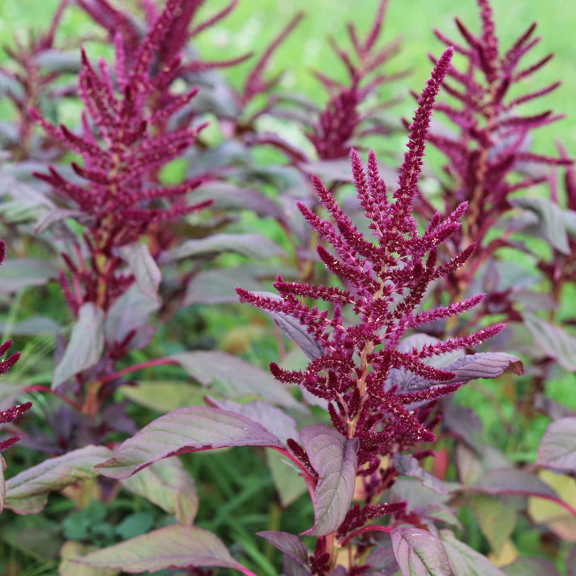Close-up of vibrant red garnet amaranth leaves, showcasing the plant's rich color and texture.