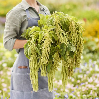 Close-up of vibrant green viridis amaranth leaves on a plant, showcasing their long green flowers