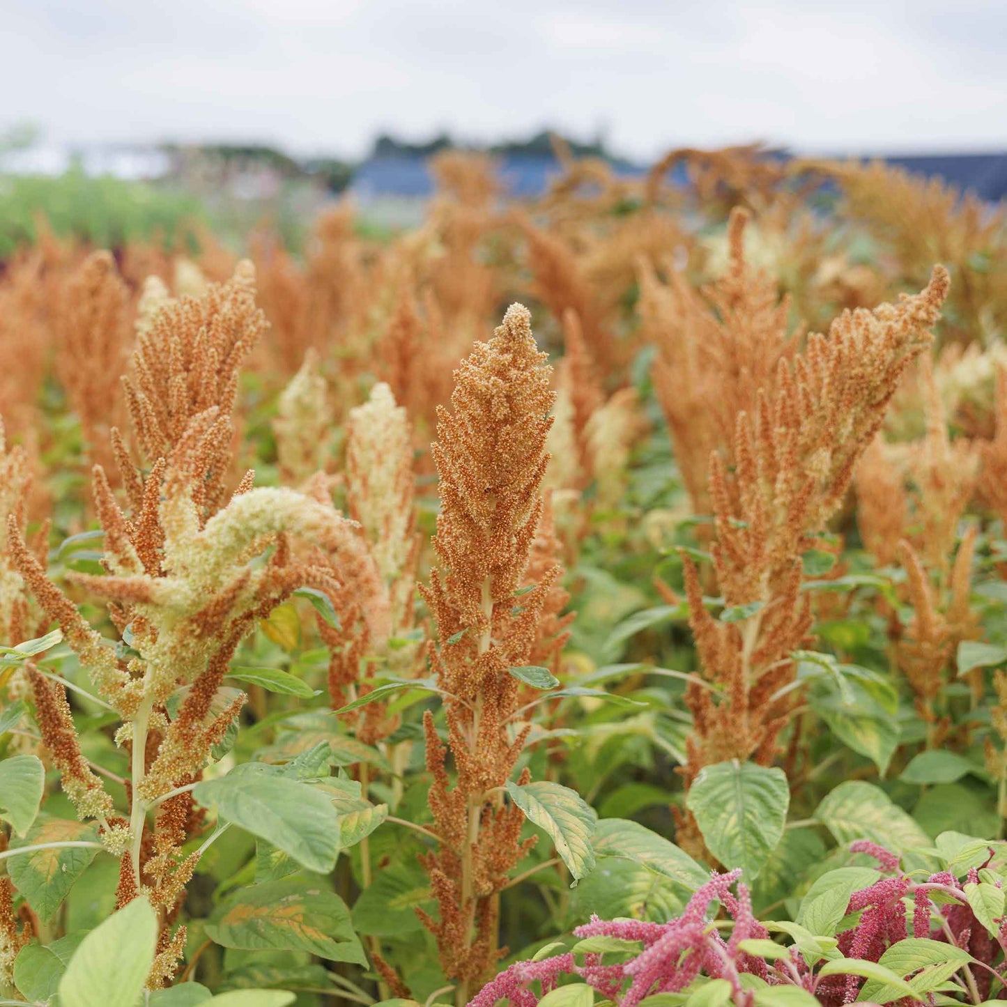 Close-up of a vibrant amaranthus autumn touch with reddish-bronze and green leaves, in a garden.