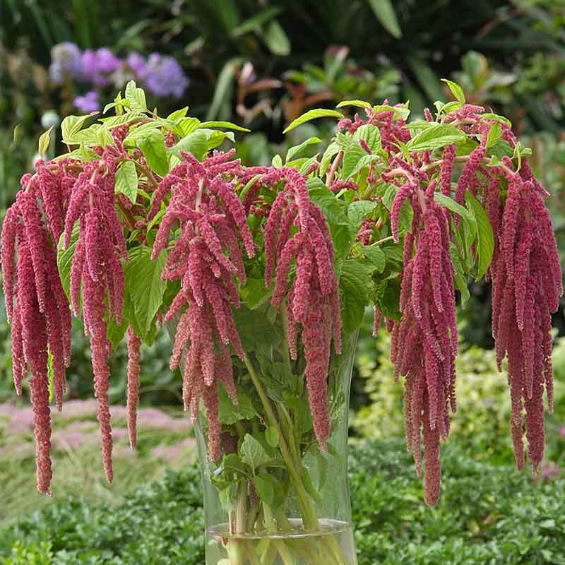 A vibrant amaranthus coral fountains with numerous coral-pink, flower clusters cascading downwards.
