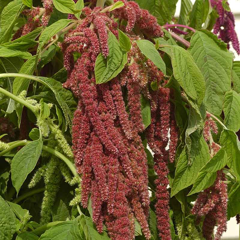 A close-up of a vibrant amaranthus coral fountains flower, showing its delicate, feathery texture.