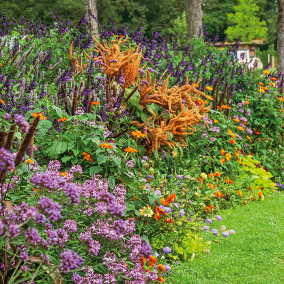 A vibrant orange amaranthus "Hot Biscuits" flower in full bloom, with a garden background.