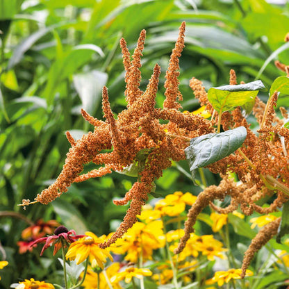 Close-up of a vibrant orange Hot Biscuits amaranthus plant with many clustered flower heads.