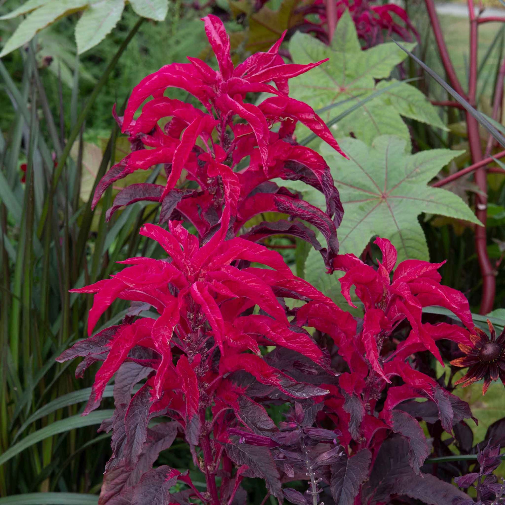 A vibrant amaranth josephs coat early splendor with multi-colored leaves of red, yellow, and green.