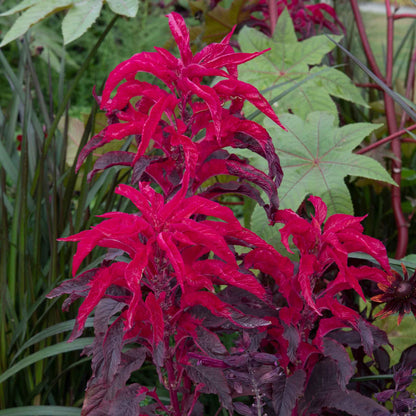A vibrant amaranth josephs coat early splendor with multi-colored leaves of red, yellow, and green.