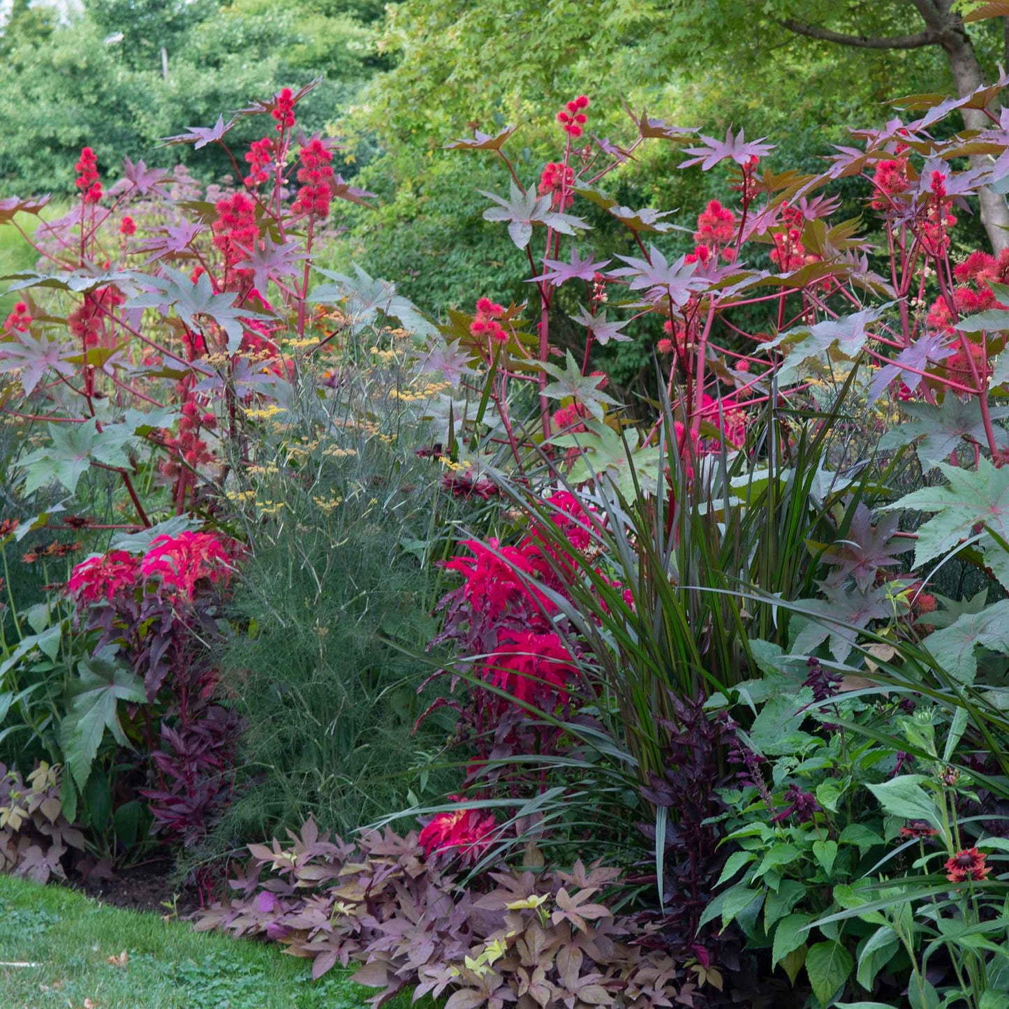 Close-up of bright green and red foliage on an Amaranthus Joseph's Coat Early Splendor plant.