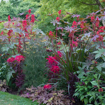 Close-up of bright green and red foliage on an Amaranthus Joseph's Coat Early Splendor plant.