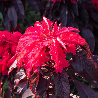 A close-up of Bright red foliage of Joseph's Coat Early Splendor Amaranthus plants.