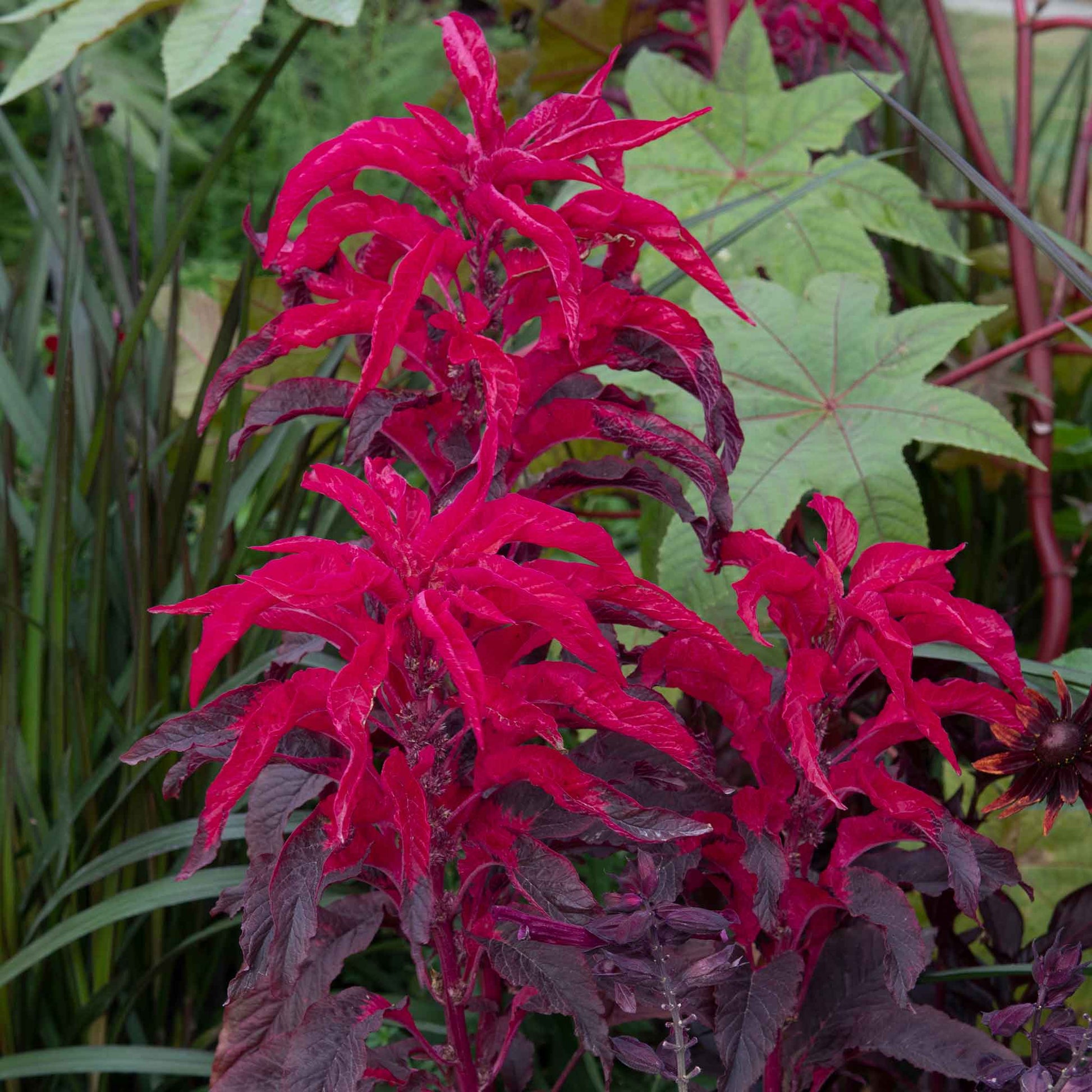 A vibrant red Amaranthus 'Molten Fire' plant in full bloom, showcasing its rich color and dense flower plumes.