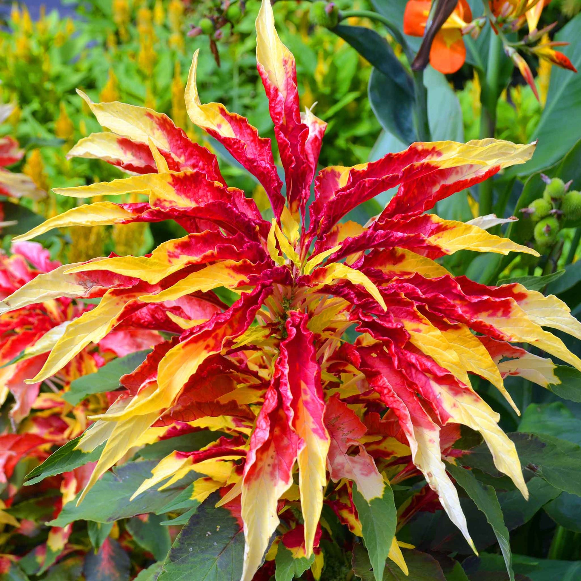 A close-up view of vibrant red amaranthus Perfecta flowers in full bloom.